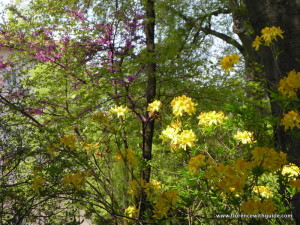 fioriture d'aprile al bardini