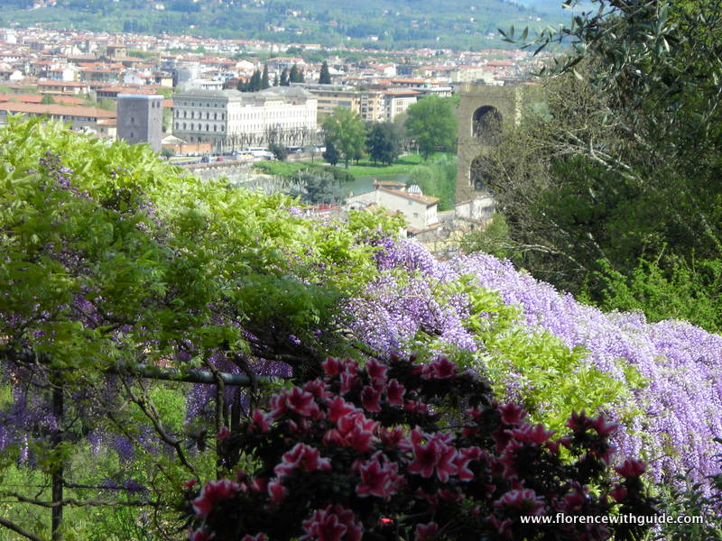 azalee e glicini giardino Bardini