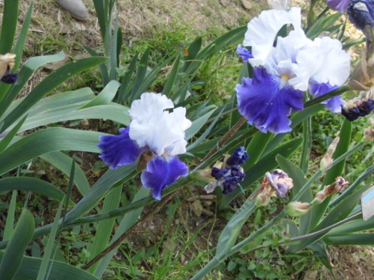 The Florentine Iris: history of a symbol