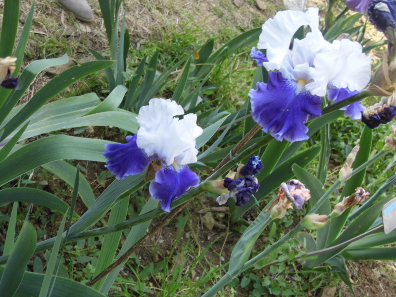Iris, Firenze, Giardino dell'iris